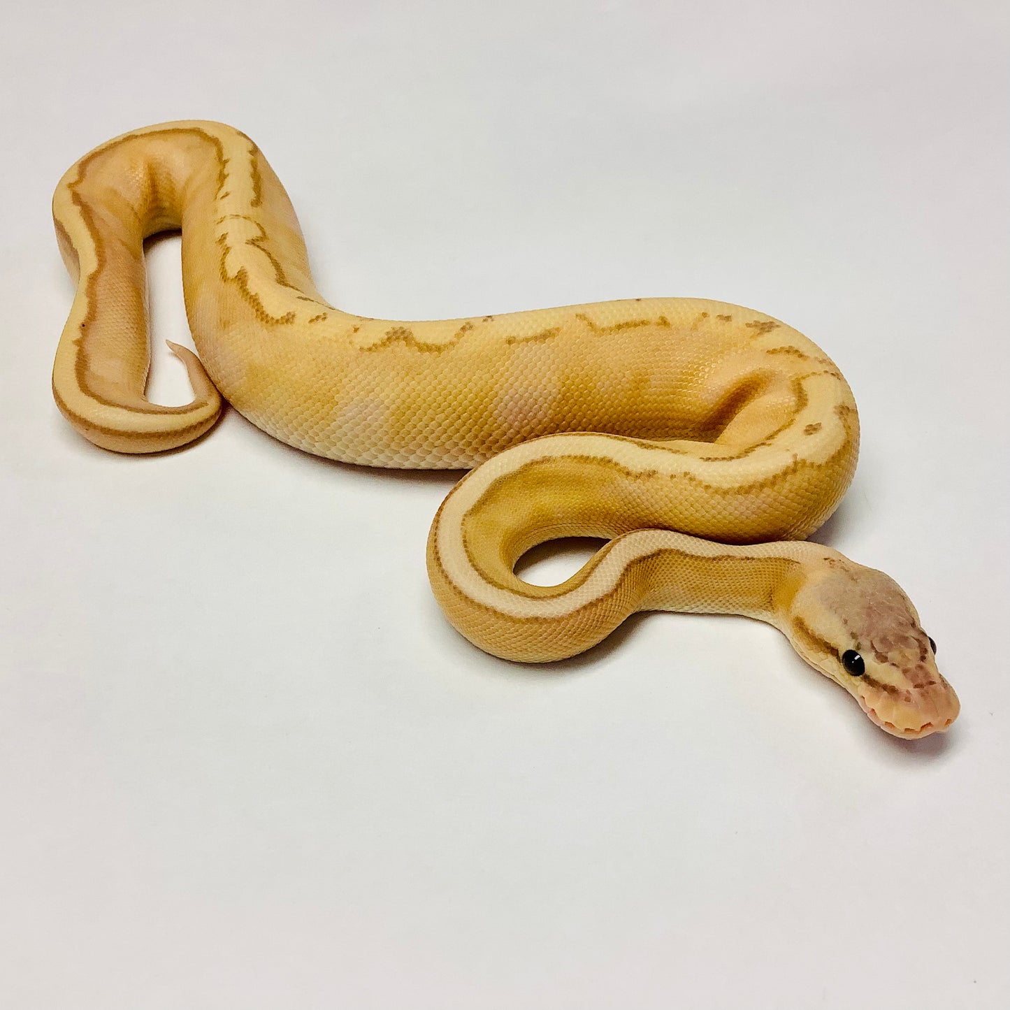 Banana Pastel Genetic Stripe Ball Python - Male #2022M01