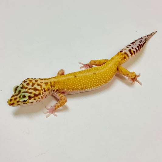 Raptor Pos Het Murphy Patternless Leopard Gecko- Female- #TB-M-L10-80320-1