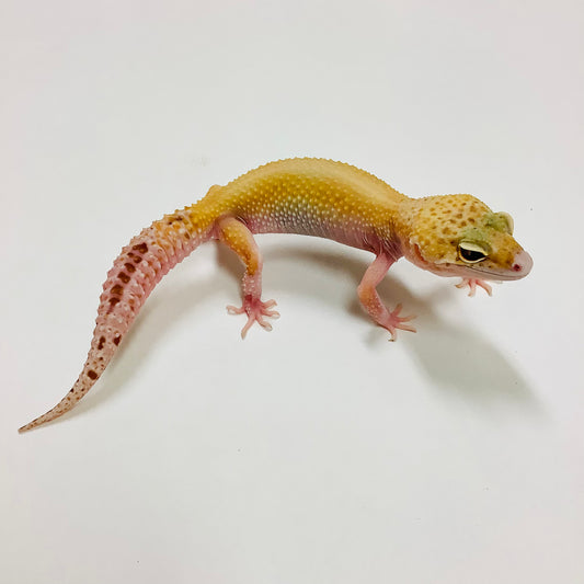 Mack Snow Raptor Leopard Gecko Female #F-O11-90620-1