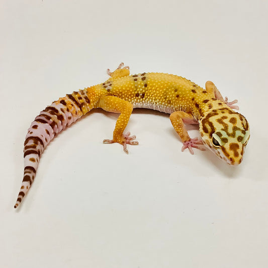 Albino Tremper Tangerine Pos Het Eclipse Leopard Gecko Female-#D-I9-81120-1