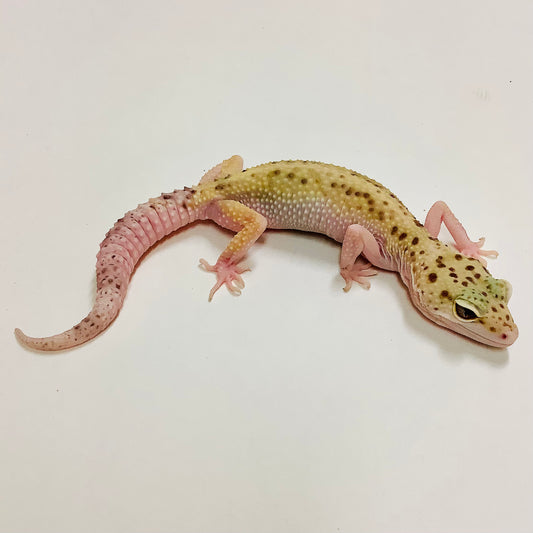 Stripe Mack Snow Eclipse W/Y Pos Het Tremper Leopard Gecko Female #F-F5-61120-1