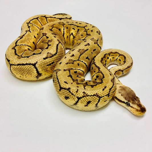 Lemonblast Cypress Ball Python- Male #2021M01