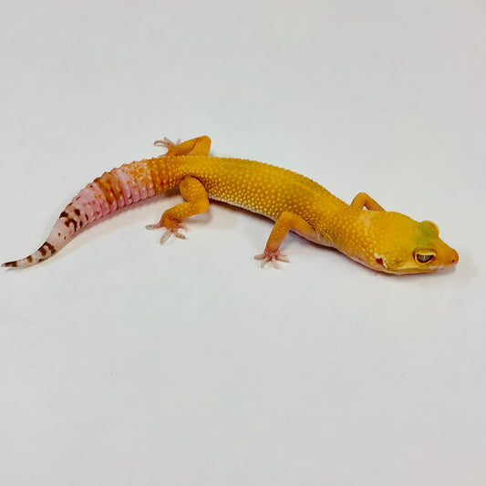 Sunglow Albino Tremper Pos Het Eclipse Leopard Gecko Female #C-G5-62721-1