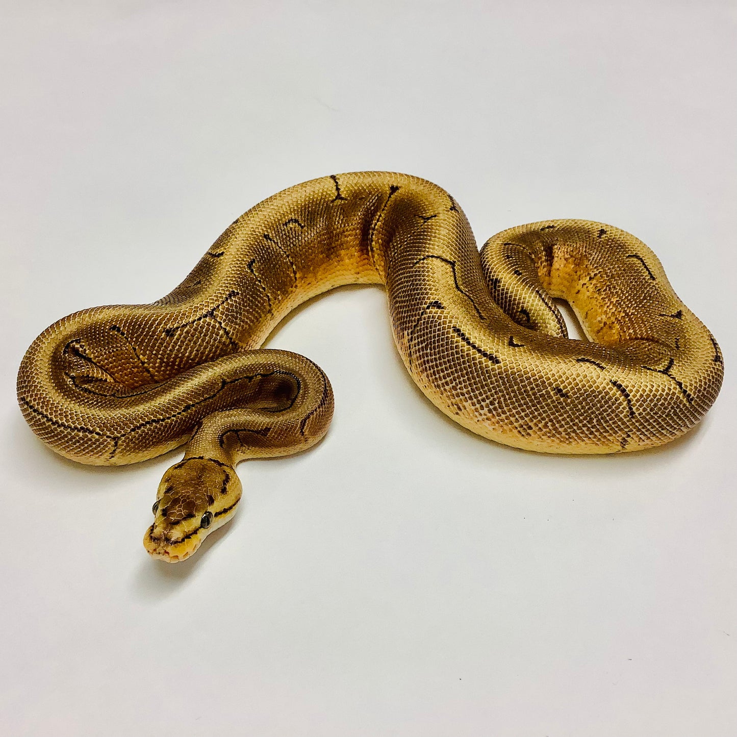 Spinner Red Stripe Ball Python - Female #2021F01-1