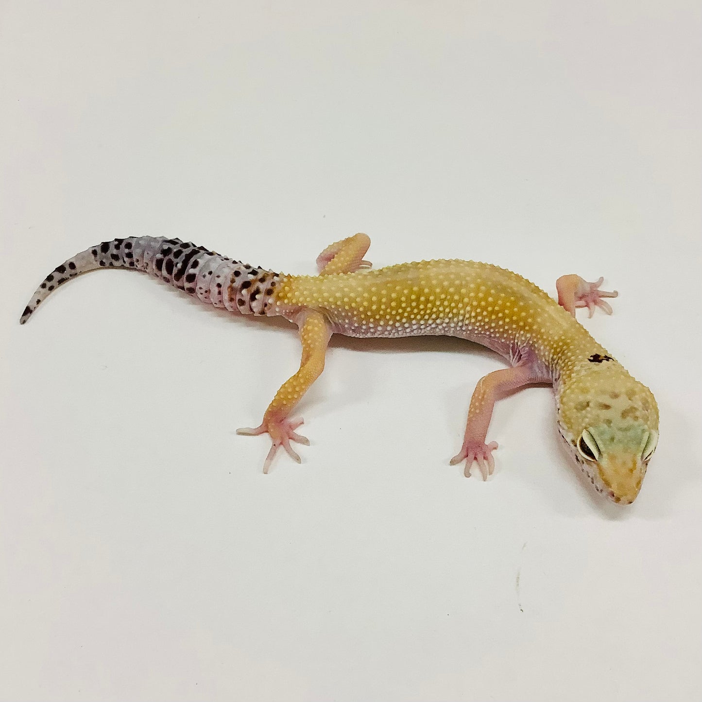 Hypo Mack Snow W/Y Pos Het Eclipse Leopard Gecko(TSF) - #F-G4-70720-1