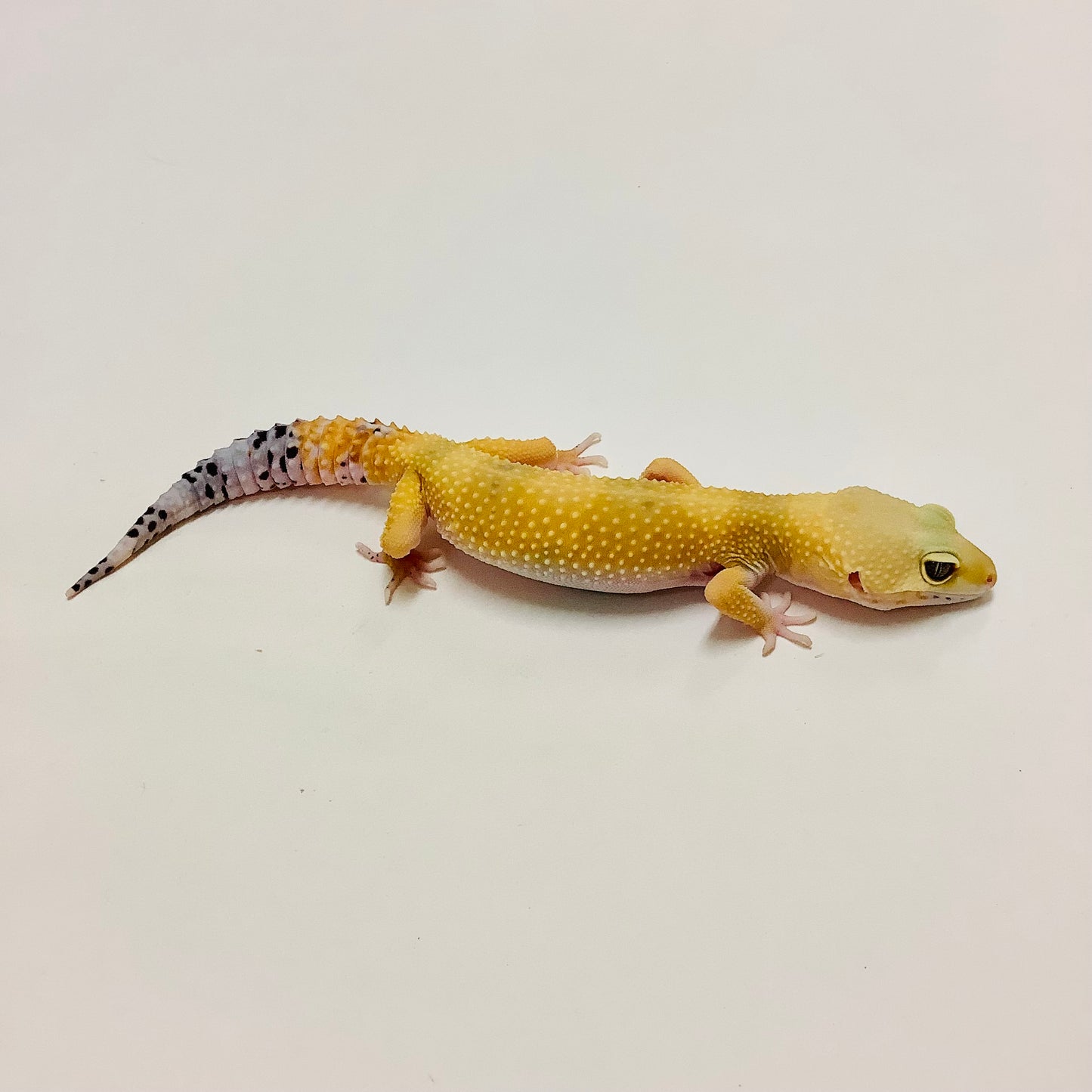 Super Hypo Tangerine Carrot Tail Baldy W/Y Leopard Gecko Female-#B-L6-62820-1