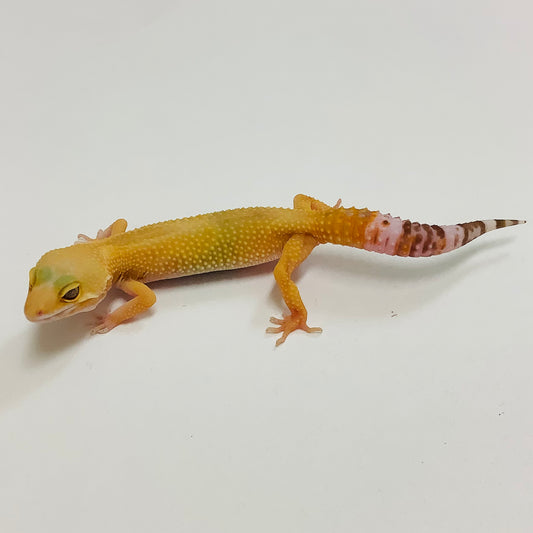 Sunglow Albino Tremper Pos Het Eclipse Leopard Gecko- Female #I-C8-81222-1