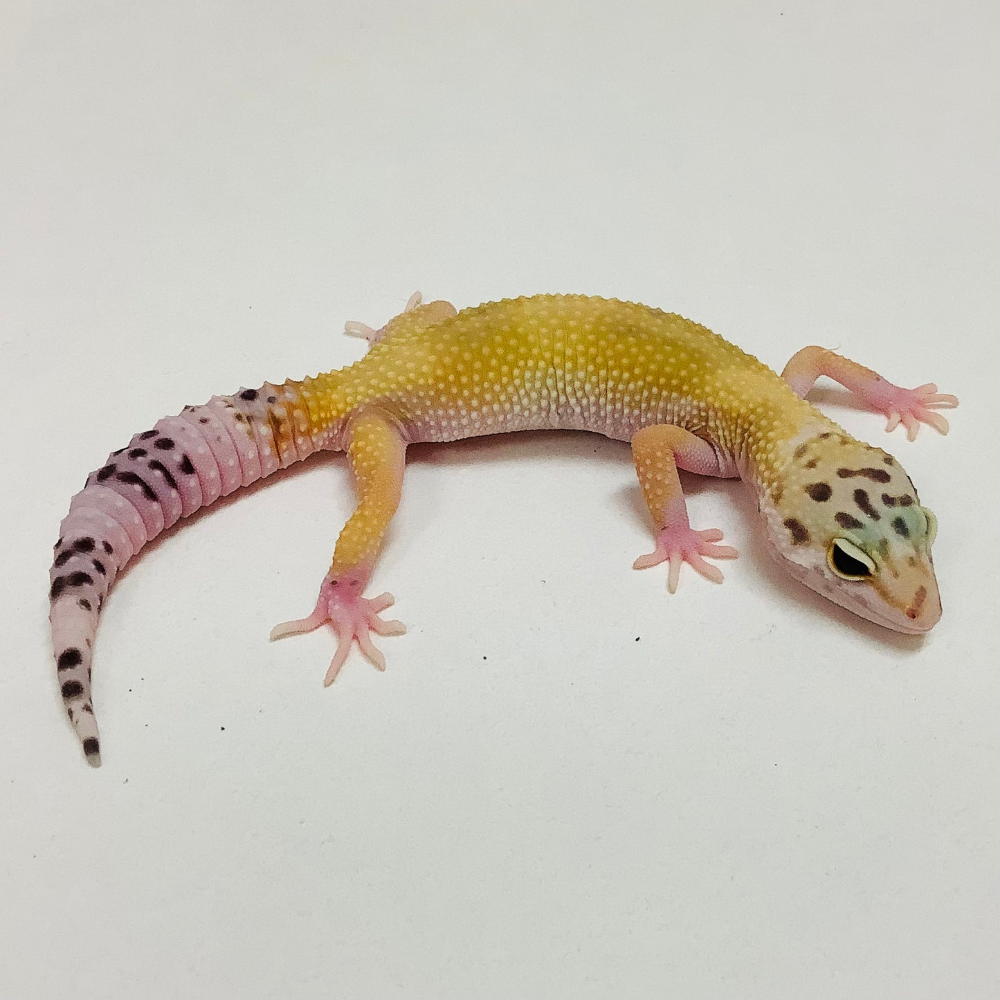 Super Hypo W/Y Marble Eye Het Tremper Leopard Gecko- Female #L-H7-90622-1