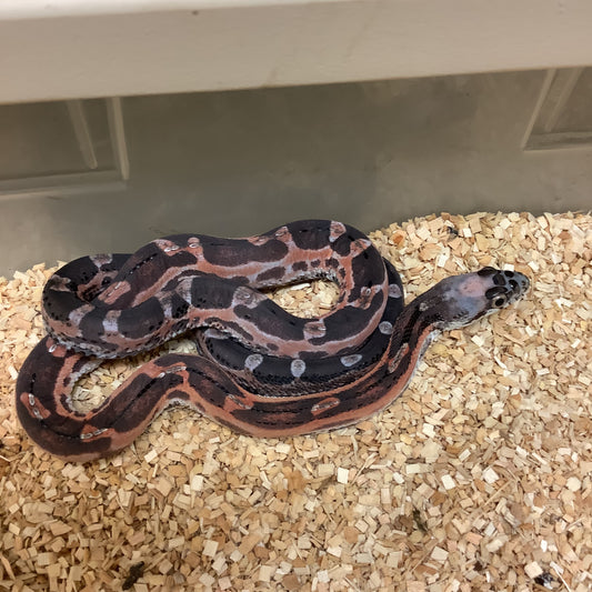 Scaleless Texas Ratsnake Female #2022F16