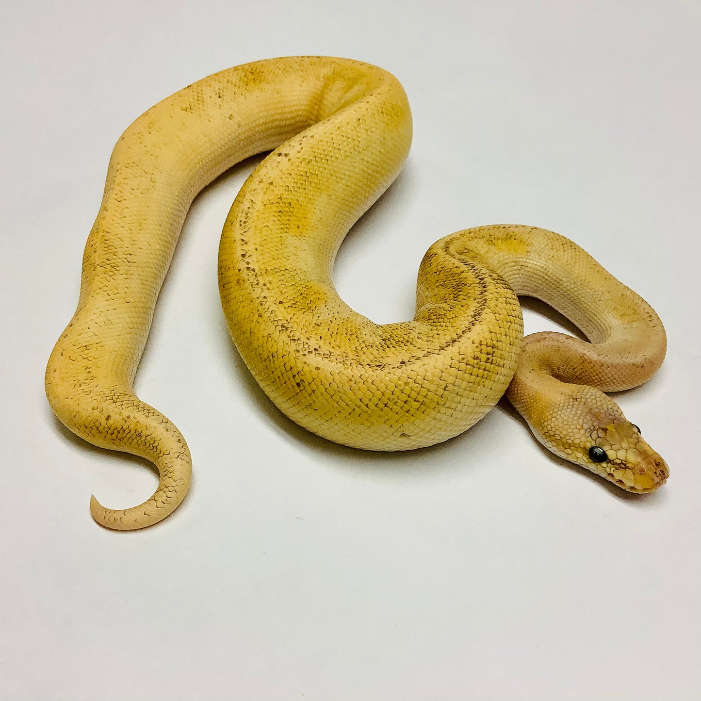 Pastel Champagne Ball Python - Male #2021M01