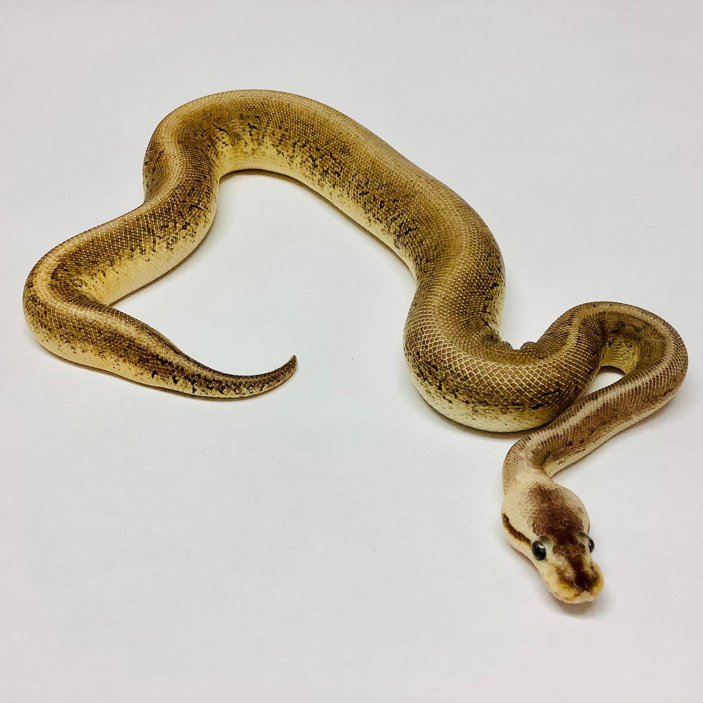 Black Pewter Cypress Pinstripe Ball Python - Female #2021F01