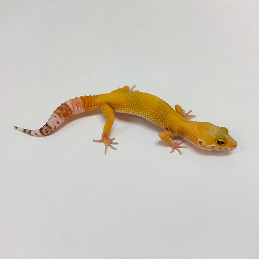 Sunglow Albino Tremper Pos Het Eclipse Leopard Gecko- Female #L-C7-80822-1