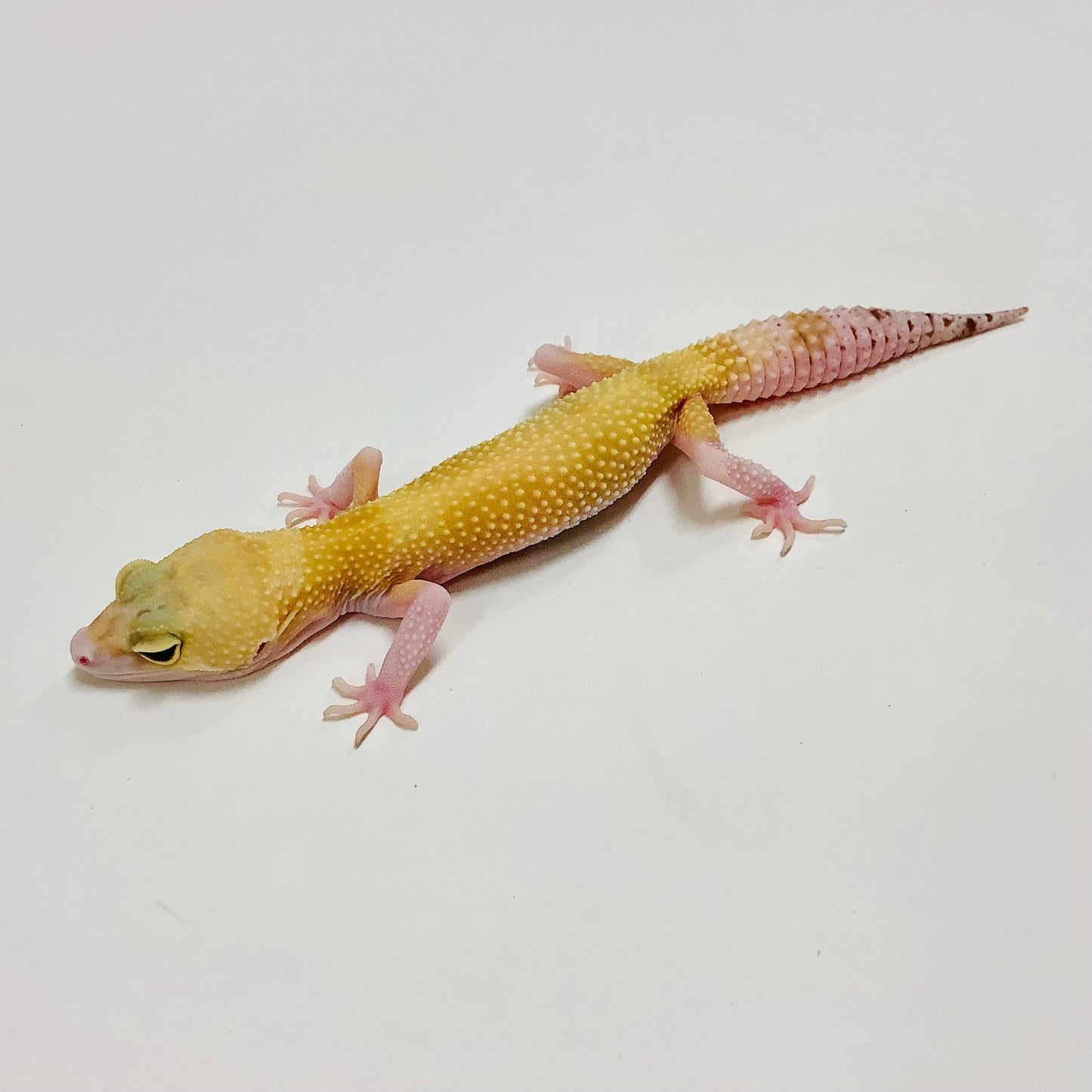 Raptor W/Y Leopard Geckos (TSF)-#E-I8-71620-1