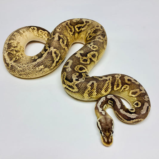 Black Pewter Cypress Ball Python- RTB Male #2019M01-1
