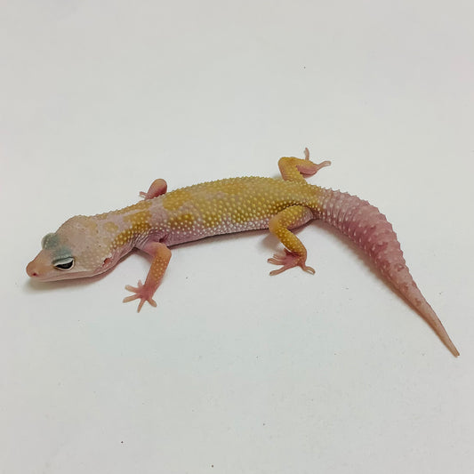Mack Snow Murphy Patternless Leopard Gecko- Female #L-C3-80122-1