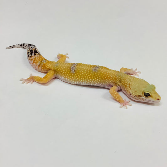 Hypo Tangerine W/Y Het Eclipse Leopard Geckos(TSF) - #E-J8-62320-1
