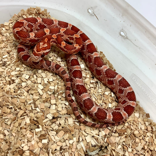 Coral Hypo Het Ghost Cornsnake 2022 Male