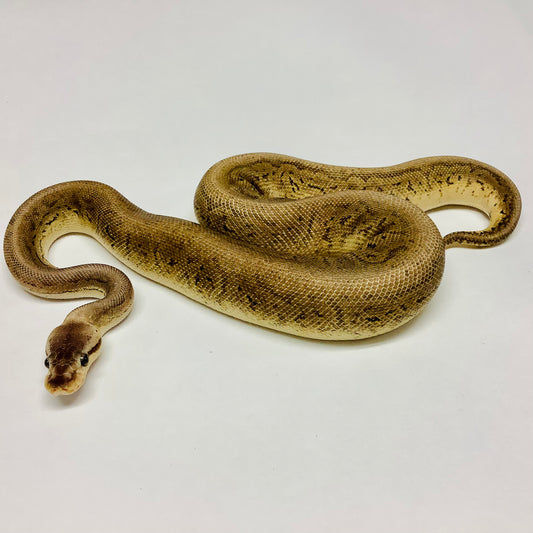 Black Pewter Cypress Pinstripe Ball Python - Male #2021M01