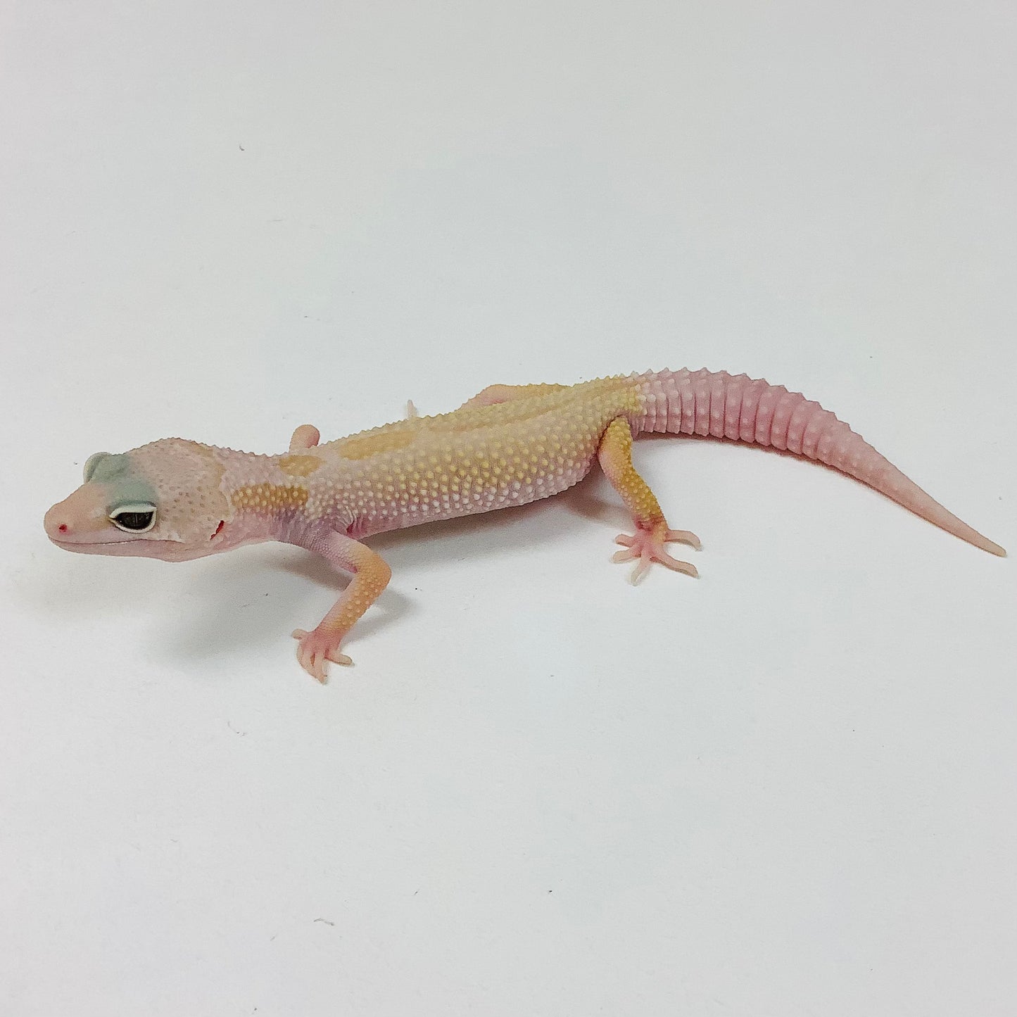 Mack Snow Tremper Murphy Patternless W/Y Leopard Gecko Male J-C3-70422-1