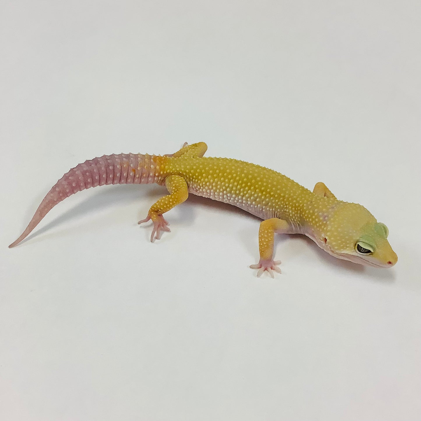 Mack Snow Tremper Albino Murphy Patternless Leopard Gecko-Male- #C-AA3-91421-1