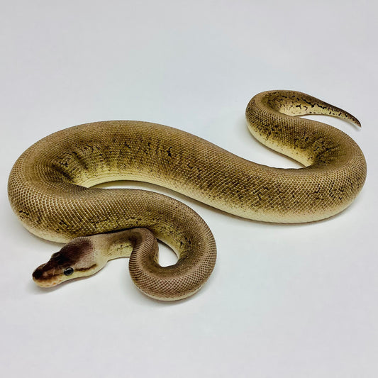 Black Pewter Pinstripe Woma Ball Python - Female #2021F01-1