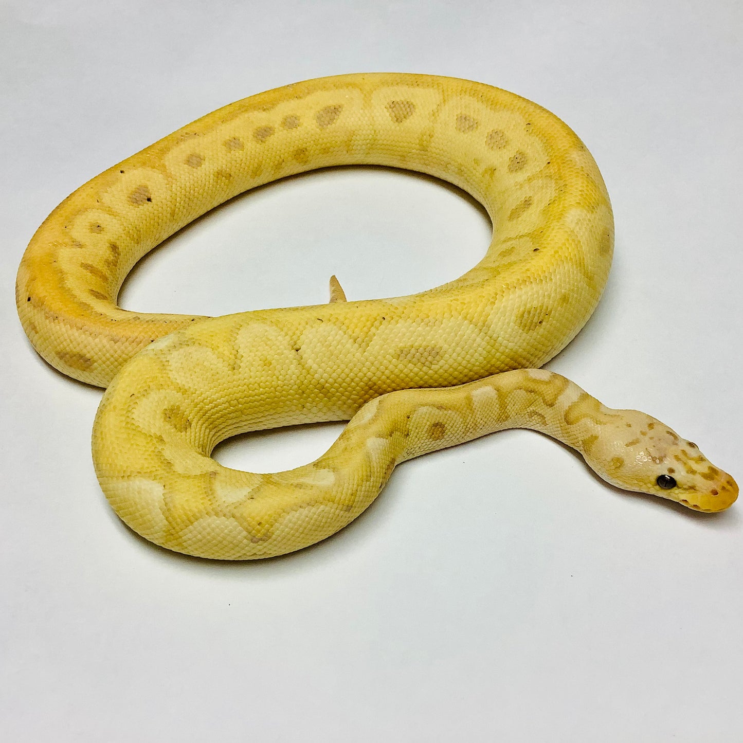 Banana Enchi Pastel Clown Ball Python - Male #2020M01-1