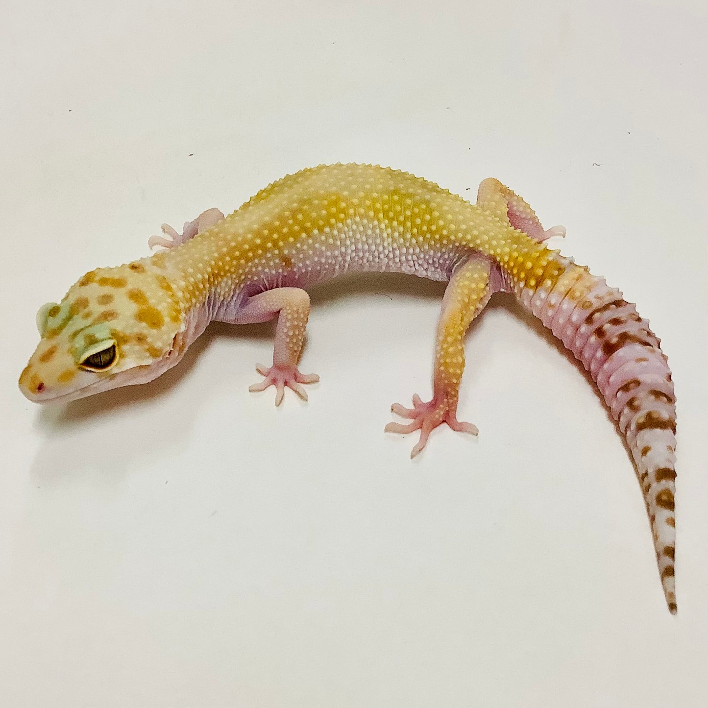 Snow Glow W/Y Het Eclipse Leopard Gecko- Female #B-J4-70720-1