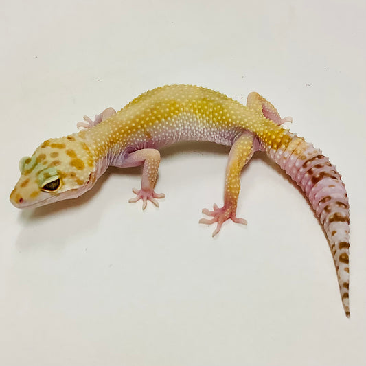 Snow Glow W/Y Het Eclipse Leopard Gecko- Female #B-J4-70720-1