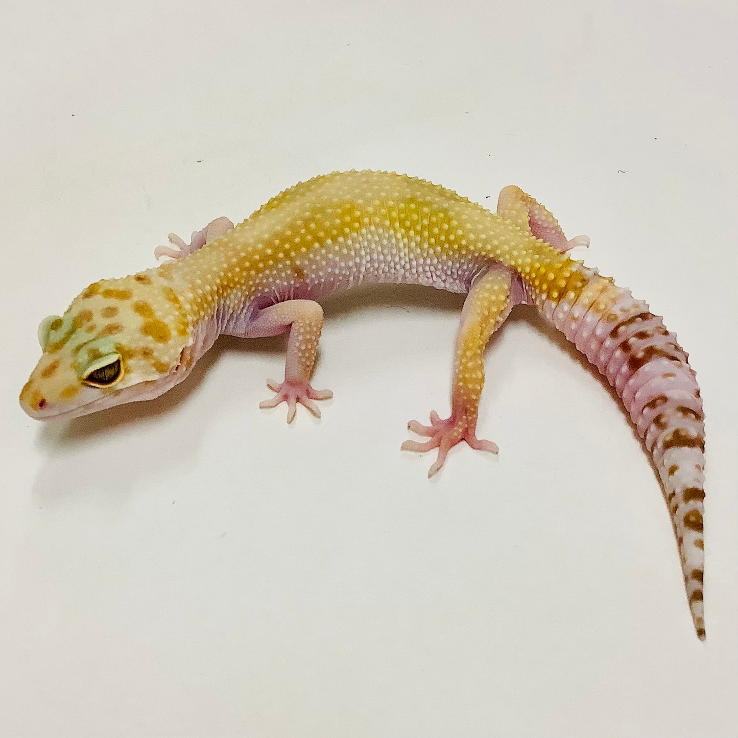 Snow Glow W/Y Leopard Gecko Female B-J4-70720-1