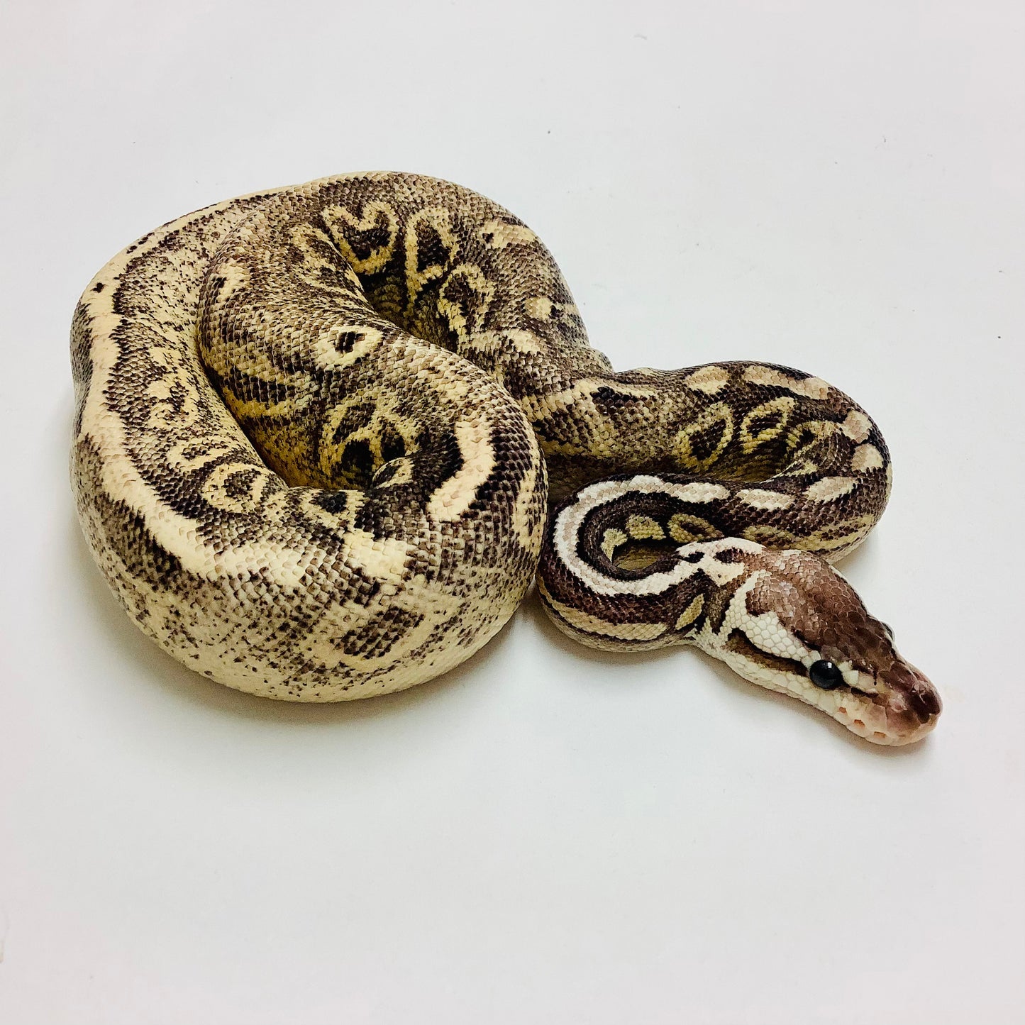 Pewter Enchi Het Clown Ball Python - Male #2022M01
