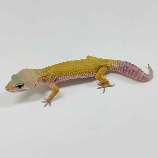 Murphy Patternless Het Tremper Albino Leopard Gecko- Male #J-C6-62122-1