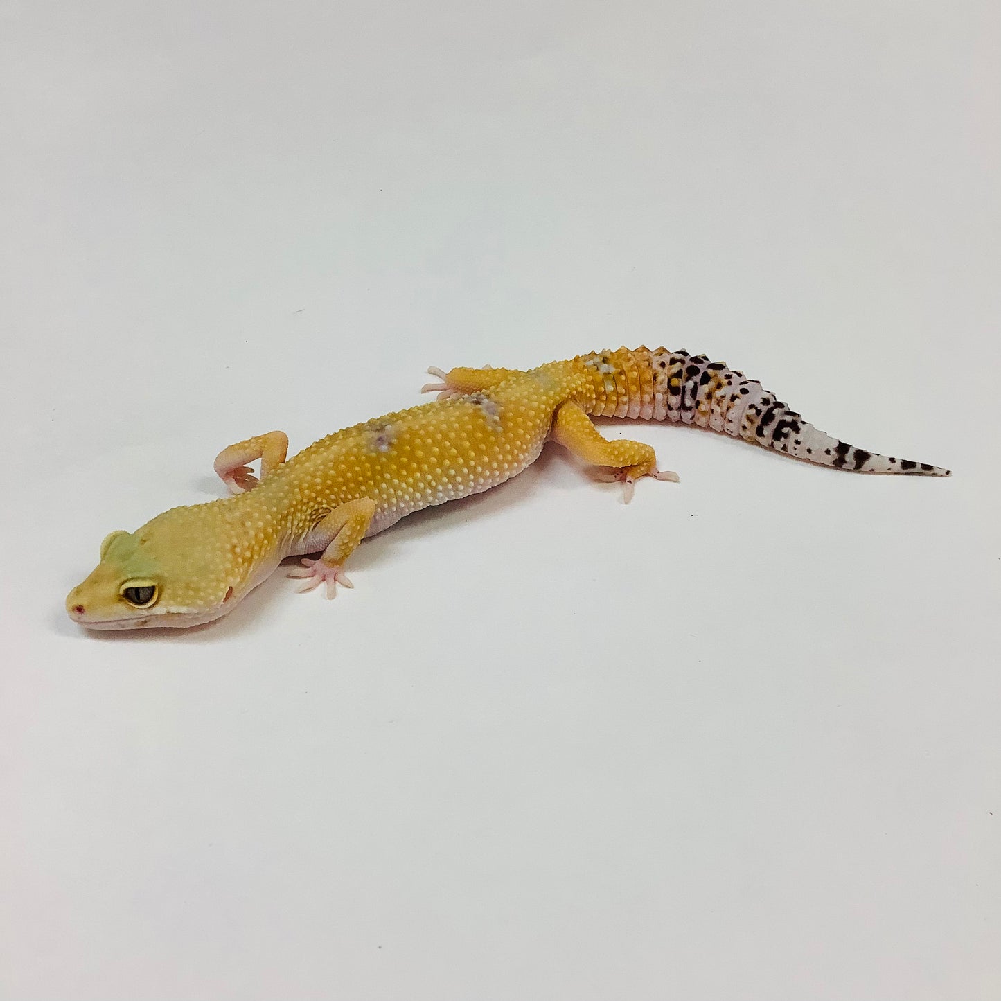 Hypo Tangerine W/Y Het Eclipse Leopard Geckos(TSF) - #E-J8-62320-1