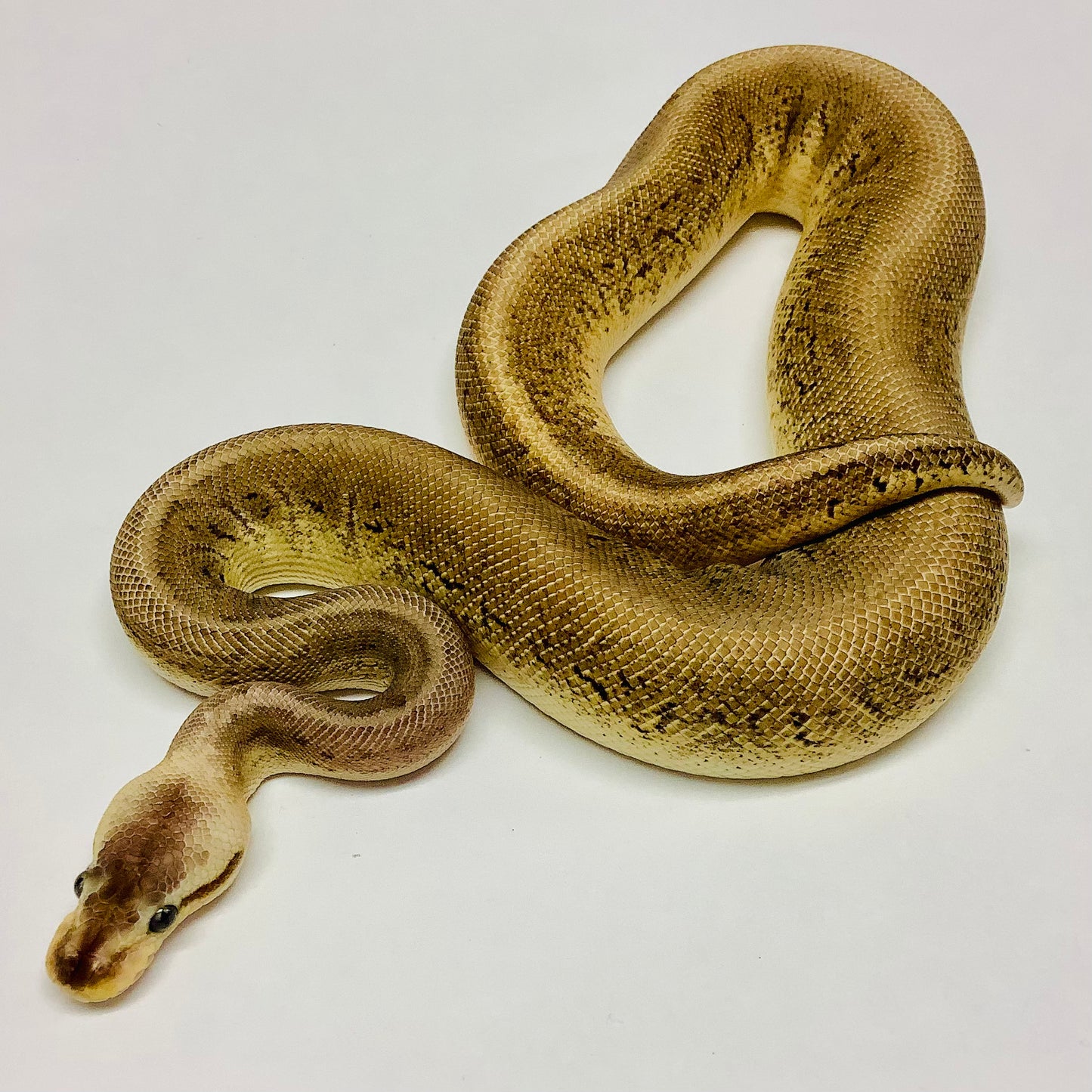 Black Pewter Cypress Pinstripe Ball Python - Female #2021F01