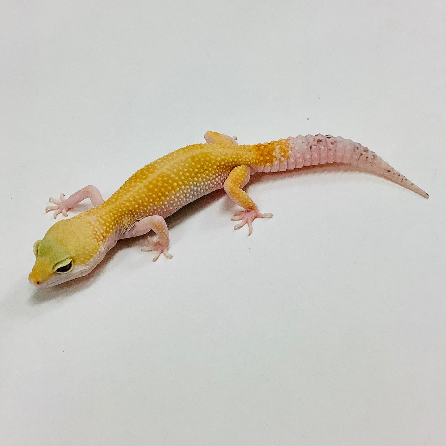 Super Hypo Tangerine Carrot Tail Baldy W/Y Het Eclipse Leopard Gecko- Female #F-M5-61219-1