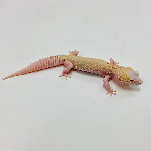 Mack Snow Radar W/Y Leopard Gecko- Female #F-M6-60919-1