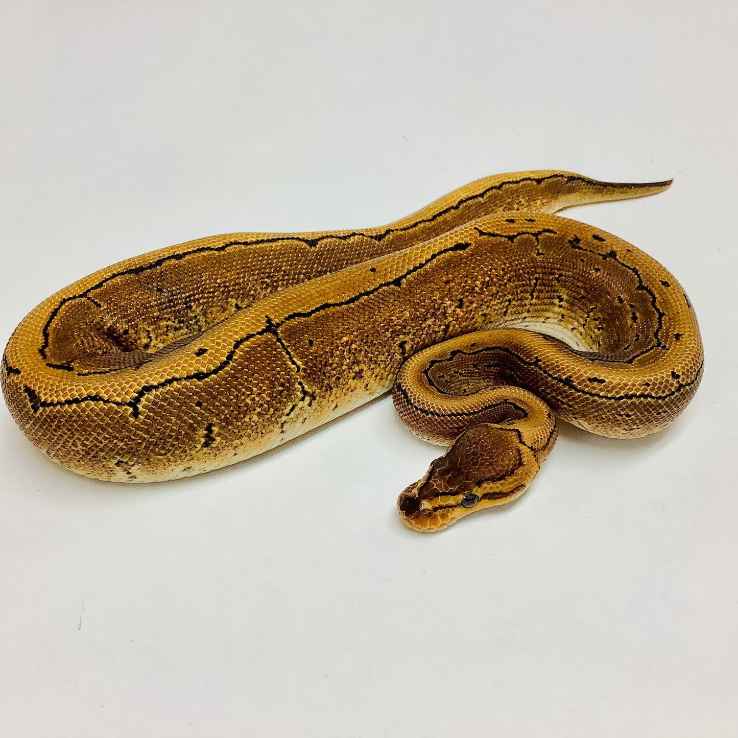 Calico Pinstripe Ball Python- Female #2022F01
