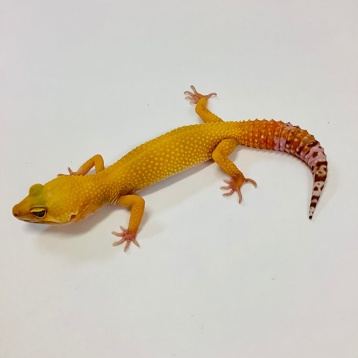 Sunglow Albino Tremper Pos Het Eclipse Leopard Gecko (TSF)-#B-G5-81921-1