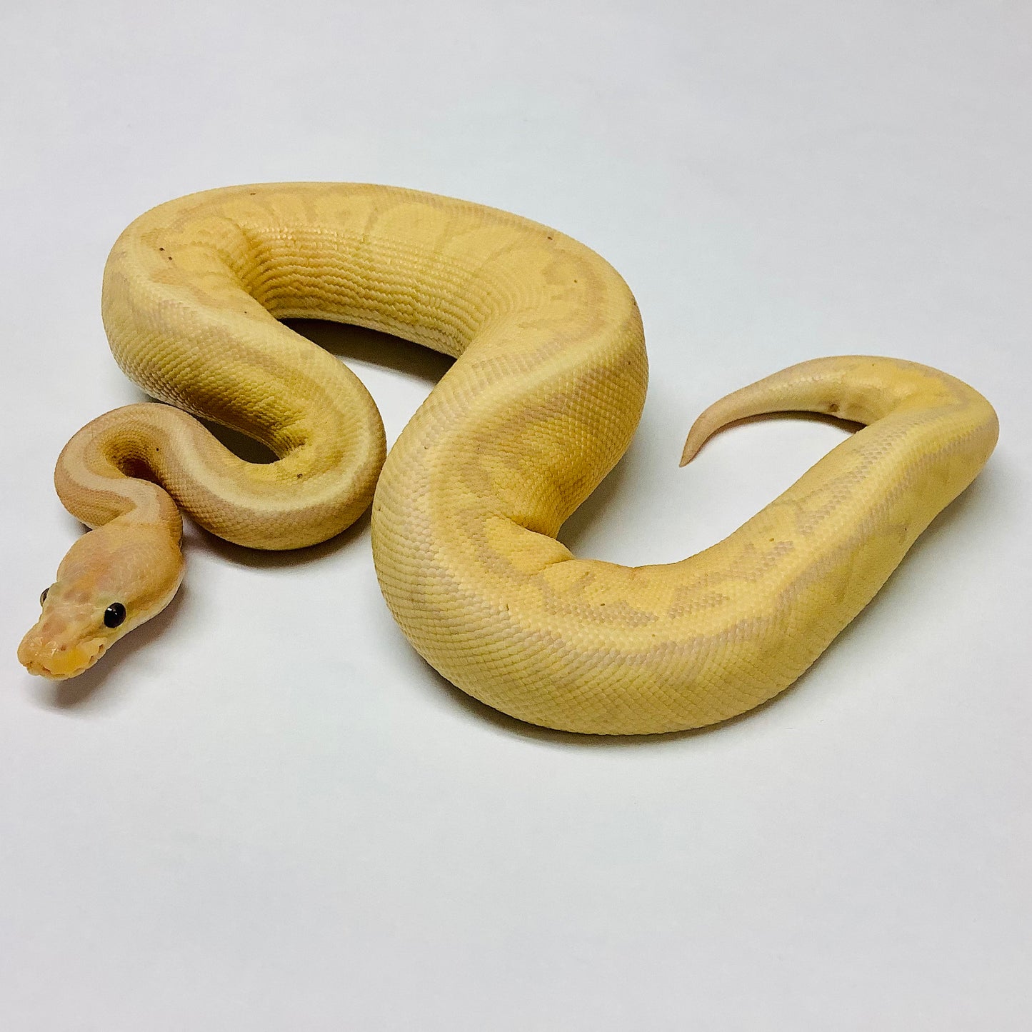 Banana Chocolate Pinstripe Ball Python - Male #2021M03-1