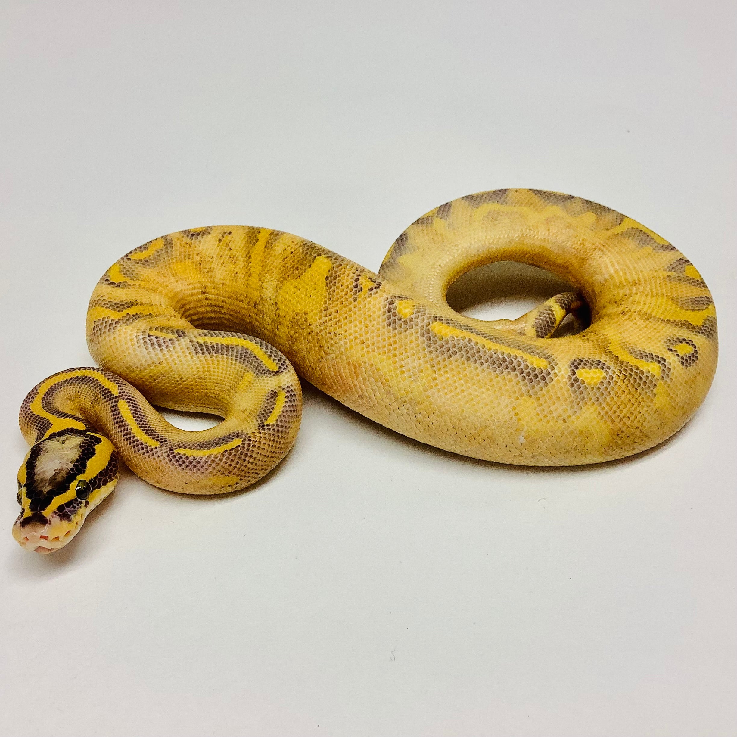 Ball Pythons for Sale at BHB Reptiles - High Quality & Wide Variety in ...
