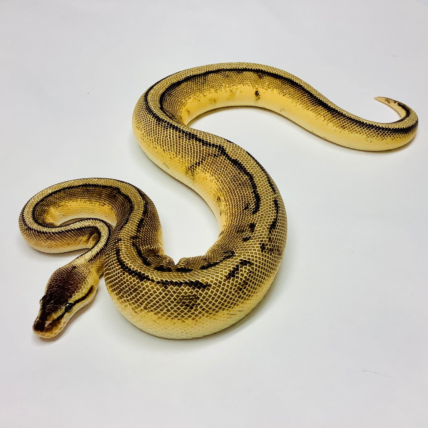 Pastel Genetic Stripe Ball Python - Male #2021M02-1