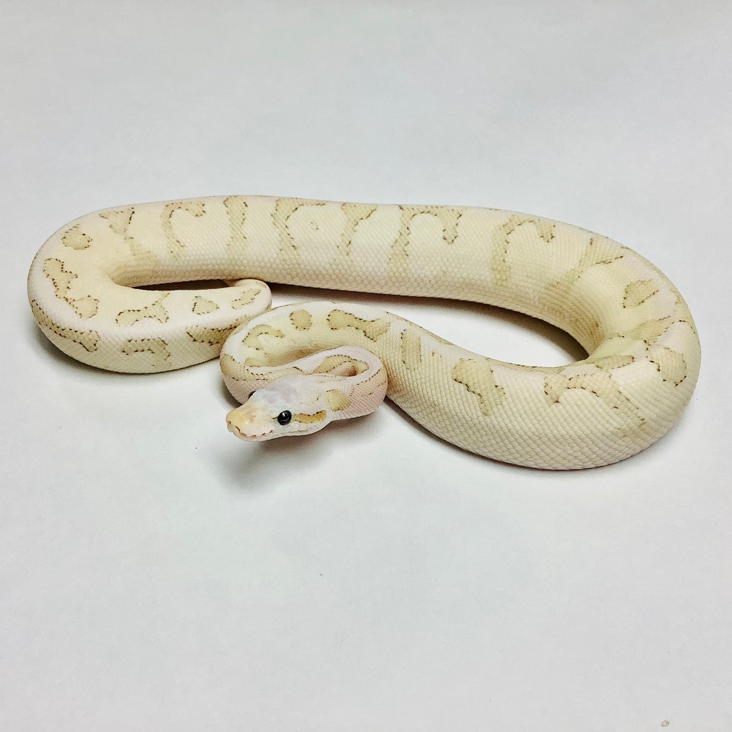 Pastel Vanilla Cream Bamboo Yellowbelly Ball Python Male - #2021M01