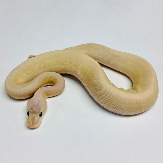 Pewter Banana Camo Ball Python- Male #2022M01