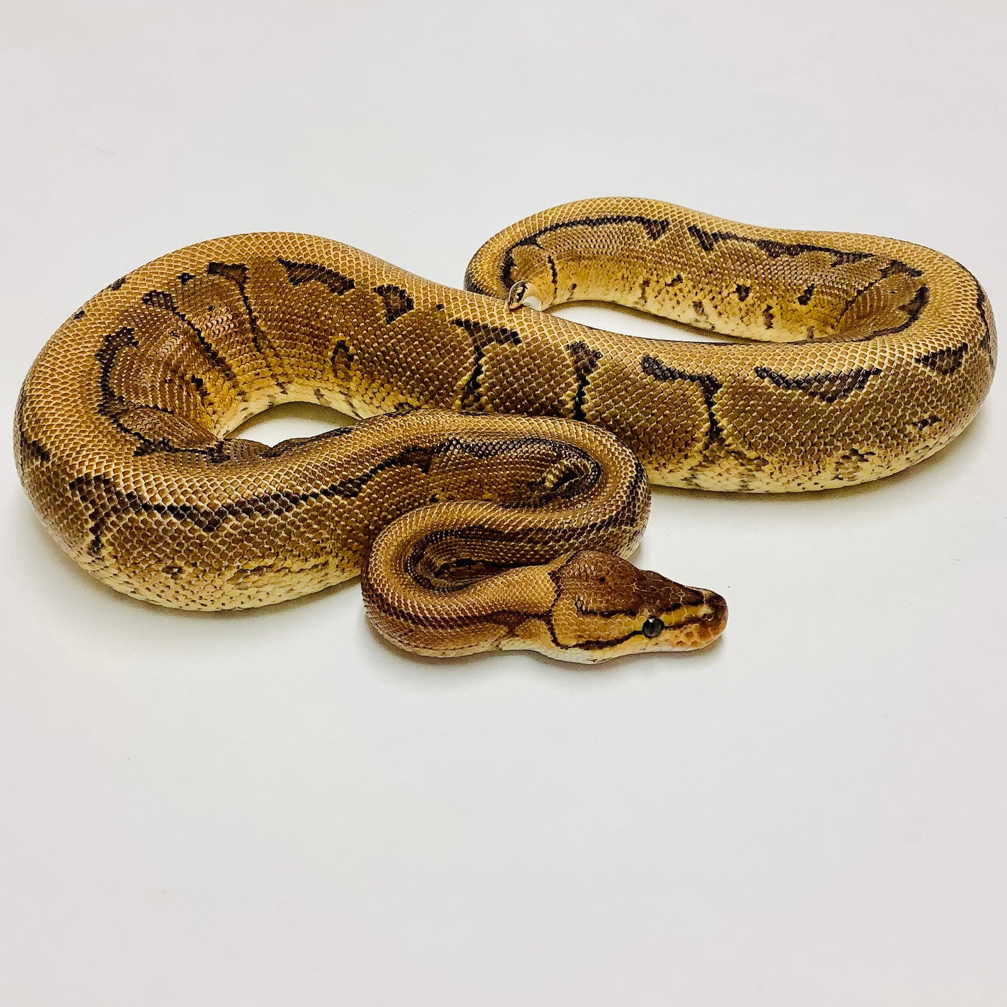 Pinstripe Red Stripe Yellowbelly Ball Python - Male #2021M01-1