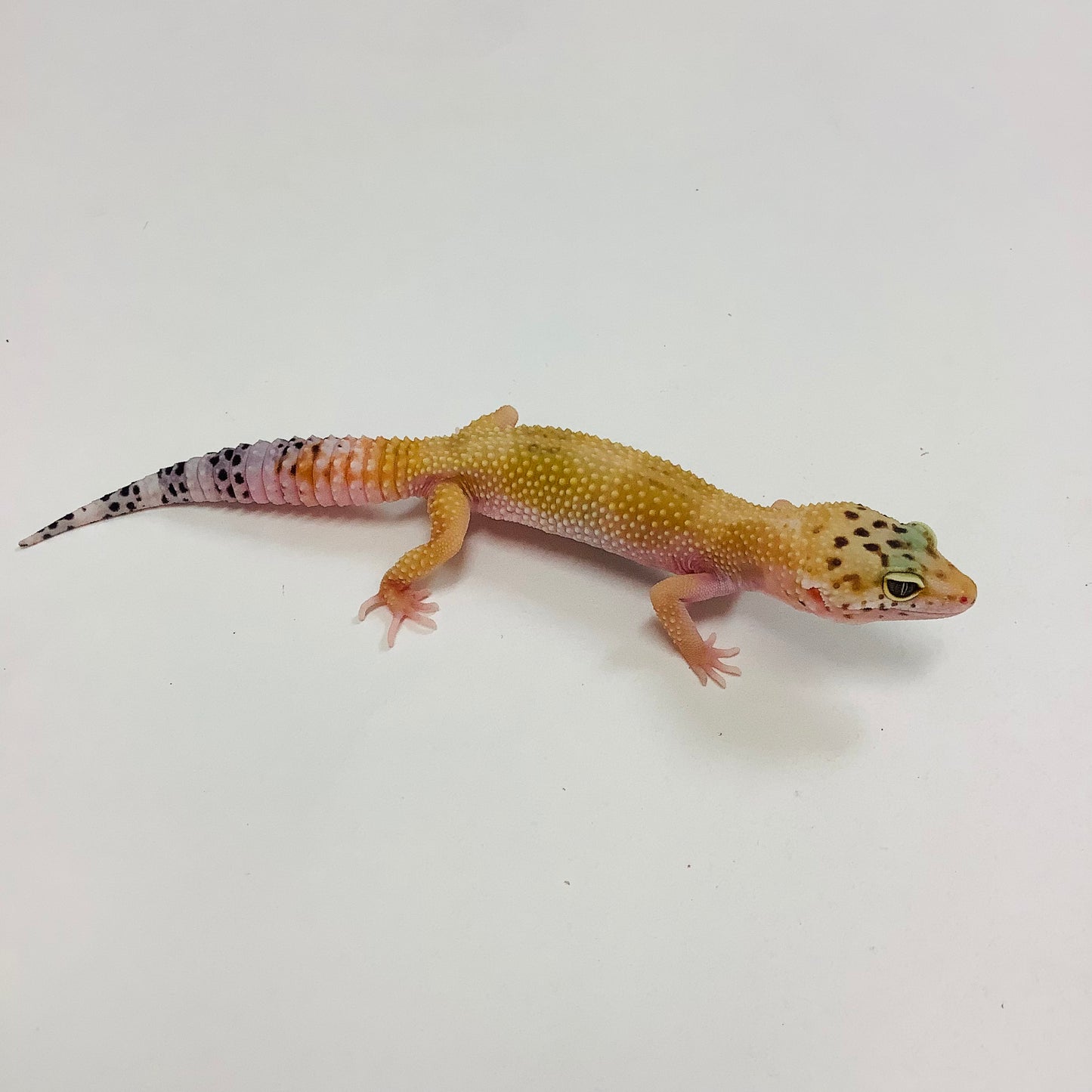 Hypo Tangerine Carrot Tail W/Y Eclipse Leopard Gecko- Female #J-E5-81122-1