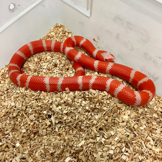 Extreme Albino Tangerine Honduran Milksnake- Male #2022M03