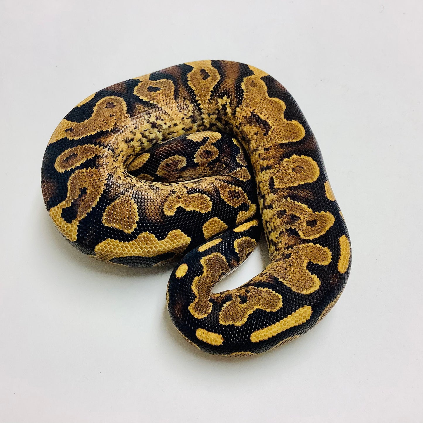 Calico Yellowbelly Ball Python- Female #2022F01