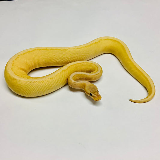 Banana Pastel Genetic Stripe Ball Python - Male #2021M02-1