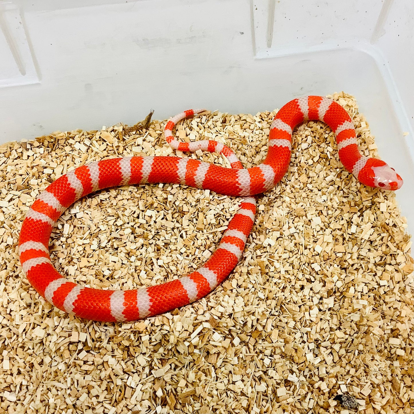 Albino Tangerine Honduran Milksnake 2023