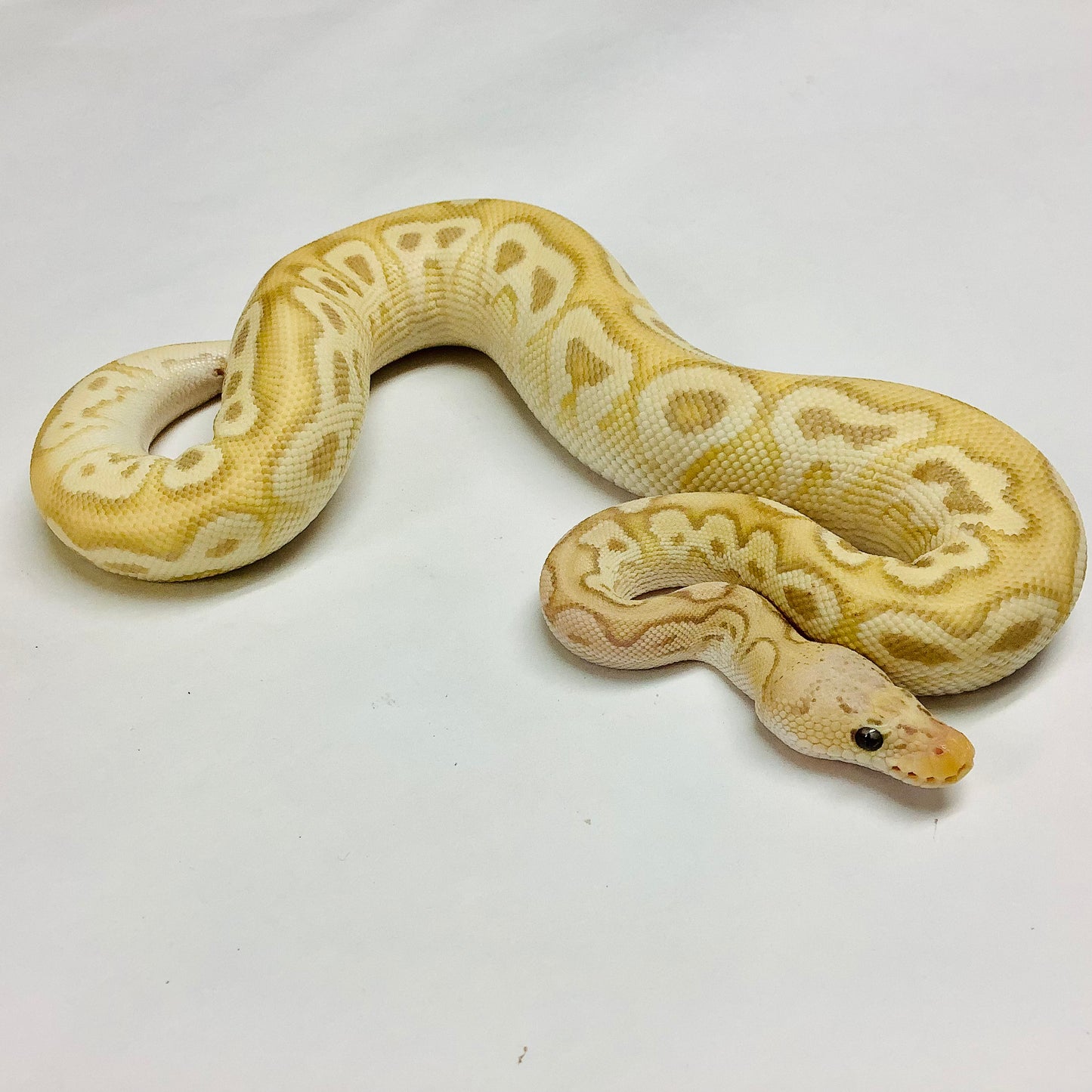 Pastave Banana Clown Ball Python - Male #2021M01