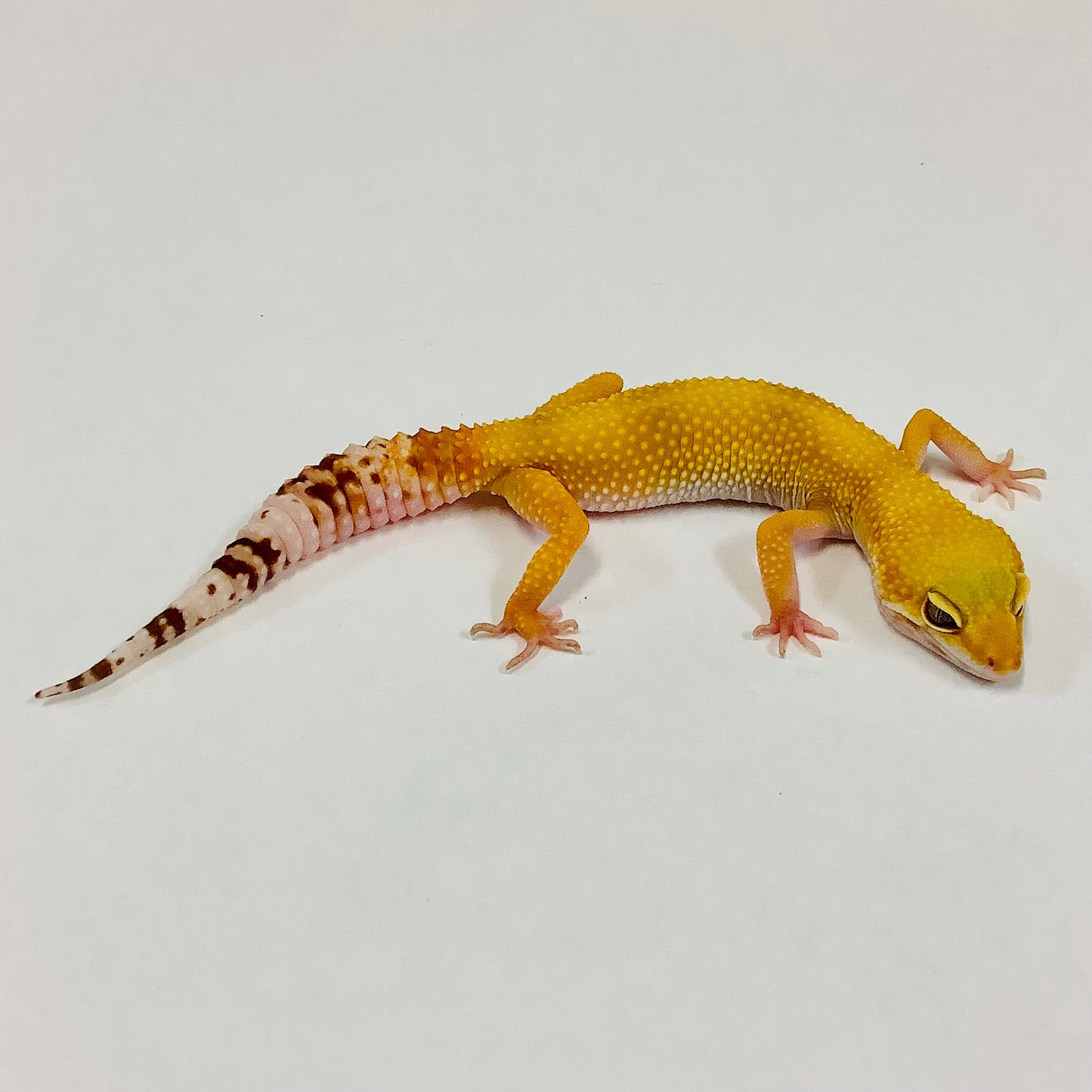 Sunglow Albino Tremper Het Eclipse Leopard Geckos Female #B-I6-80420-1